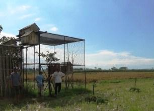 Basmi Hama Tikus, Petani Lumajang Gunakan Burung Hantu